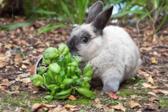 11 Plantes Résistantes aux Lapins à Essayer dans Votre Jardin