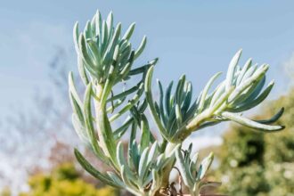 Comment cultiver et entretenir les plantes succulentes de Senecio