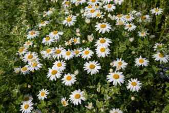 Il est temps de diviser les marguerites de Shasta : conseils d’un jardinier pour des fleurs éclatantes.