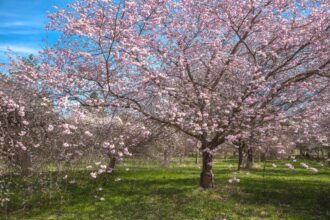 23 Petits Arbres Floraux à Planter dans Votre Jardin