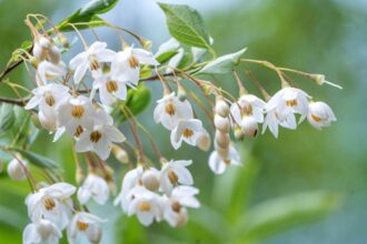 Comment cultiver et entretenir le clocheton du Japon (Styrax japonicus)