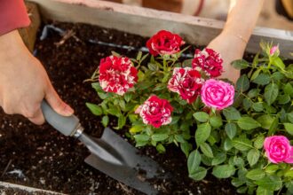 Préparer le sol du jardin pour la culture des roses