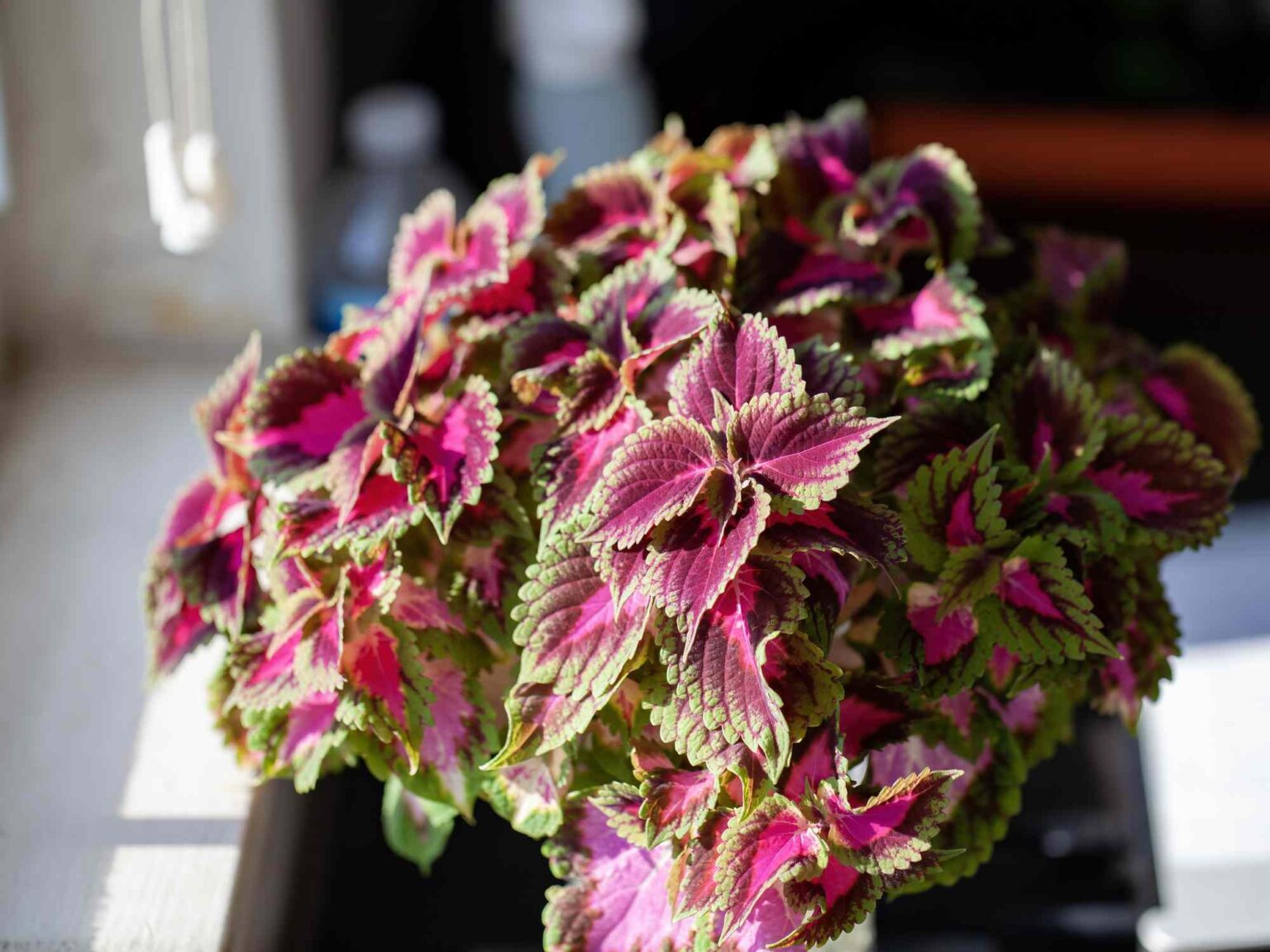 Le Coleus nécessite des soins particuliers en hiver : que faire dès maintenant pour de meilleures couleurs au printemps ?