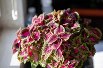 Le Coleus nécessite des soins particuliers en hiver : que faire dès maintenant pour de meilleures couleurs au printemps ?