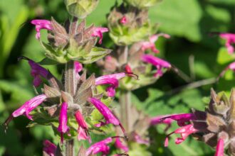 La Sauge à Colibri : La Plante Spectaculaire Appréciée des Pollinisateurs – Comment la Cultiver