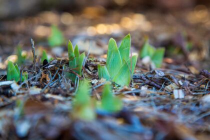 C’est le moment idéal pour planter des bulbes d’iris pour des fleurs éclatantes au printemps – Voici comment faire.