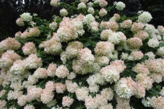 Comment cultiver et entretenir des hortensias Peegee pour de grandes fleurs blanches