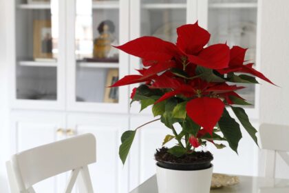 Les poinsettias sont-ils réellement toxiques ? Ce qu’il faut savoir sur ces fleurs festives.