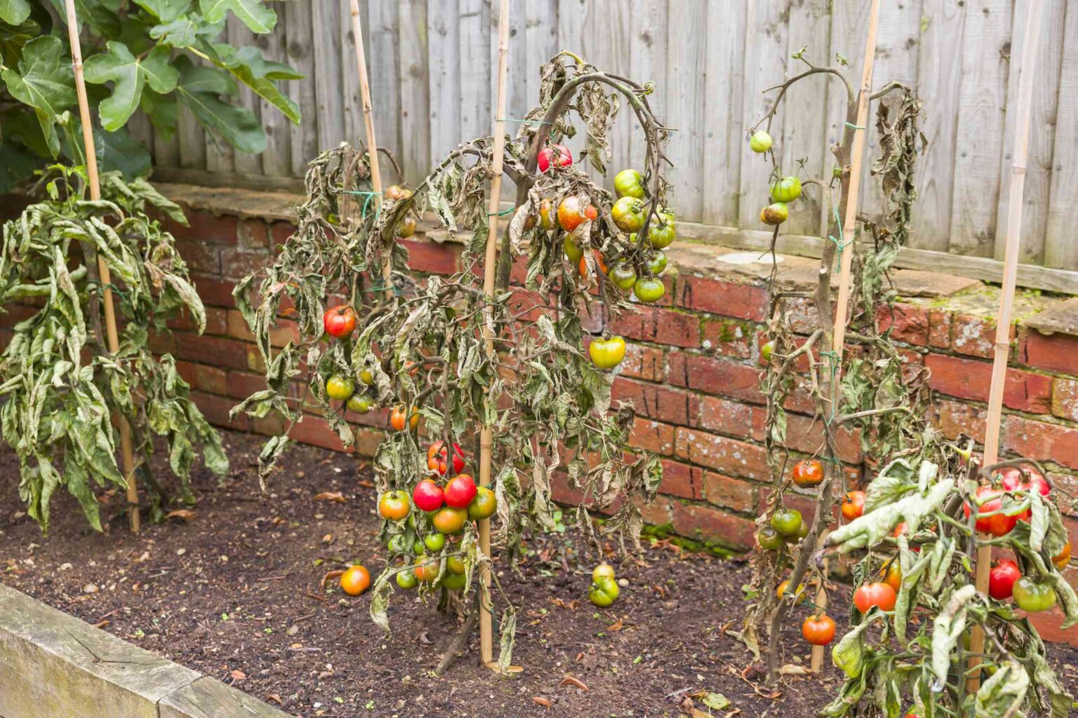 Vos plants de tomates reviendront-ils l’année prochaine ? Pourquoi un expert en jardinage estime que c’est peu probable.