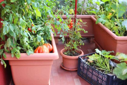 Faut-il vraiment utiliser les déchets de café pour les tomates ? Ce qu’il faut savoir.