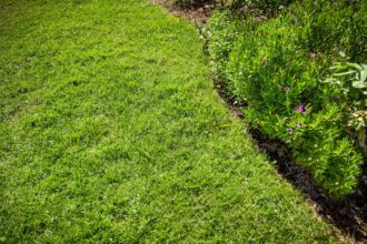 Comment cultiver et entretenir le gazon Saint-Augustin