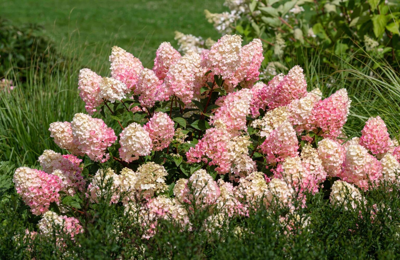 Comment cultiver et entretenir l’hydrangea Sundae aux fraises.