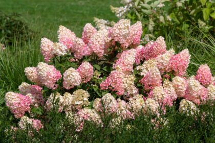 Comment cultiver et entretenir l’hydrangea Sundae aux fraises.