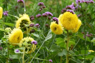 Les Meilleures Plantes Faciles à Entretenir à Faire Pousser en Été, Selon Nos Lecteurs