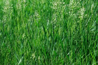 Tout ce qu’il faut savoir sur la culture du pâturin des prés (Tall Fescue)