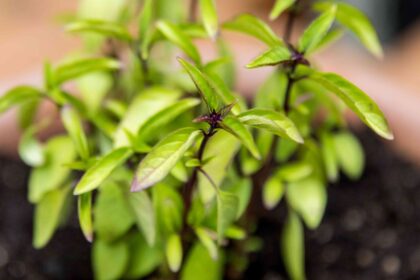 Comment cultiver du basilic thaï dans votre jardin d’herbes aromatiques