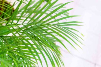 Comment cultiver et entretenir des palmiers bambou pour qu’ils prospèrent