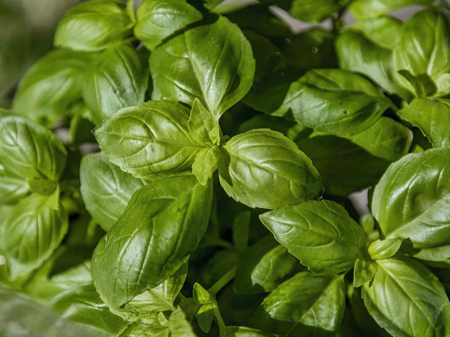 20 Plantes Compagnes du Basilic pour un Jardin Magnifique Toute la Saison