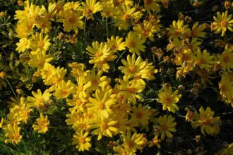 Comment cultiver et entretenir le marguerite arbustive, une fleur d’été joyeuse et emblématique