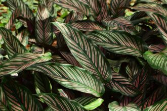 Comment Cultiver et Entretenir la Calathea Beauty Star, à la Fois Audacieuse et Éblouissante