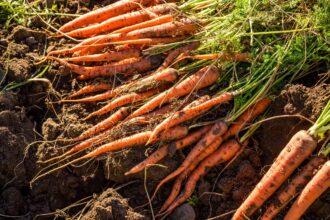 18 Plantes compagnes pour des carottes plus abondantes