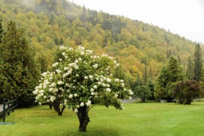 Comment prendre soin des hydrangées en automne pour des fleurs durables plus longtemps