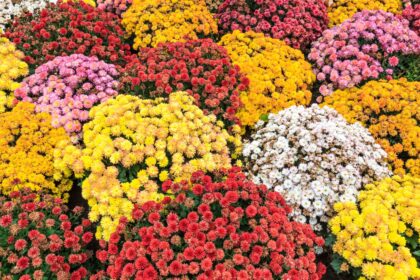 Combien de temps durent les chrysanthèmes et quand fleurissent-ils ?