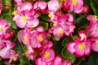 Économisez de l’argent sur les plantes en apprenant à multiplier les bégonias.