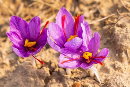 Plantez dès maintenant des crocus à safran pour ajouter de la couleur à l’automne – Voici comment faire