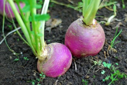 Comment cultiver des navets dans votre jardin, avec des conseils pour la plantation et la récolte