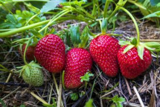 Les fraises nécessitent des soins particuliers à l’automne : que faire dès maintenant pour une meilleure récolte.