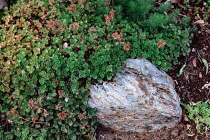 33 Plantes couvre-sol à faible entretien pour le soleil et l’ombre