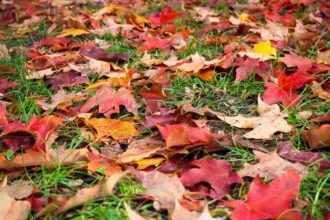 Laissez tomber votre râteau : les experts conseillent de ne pas ramasser les feuilles mortes.