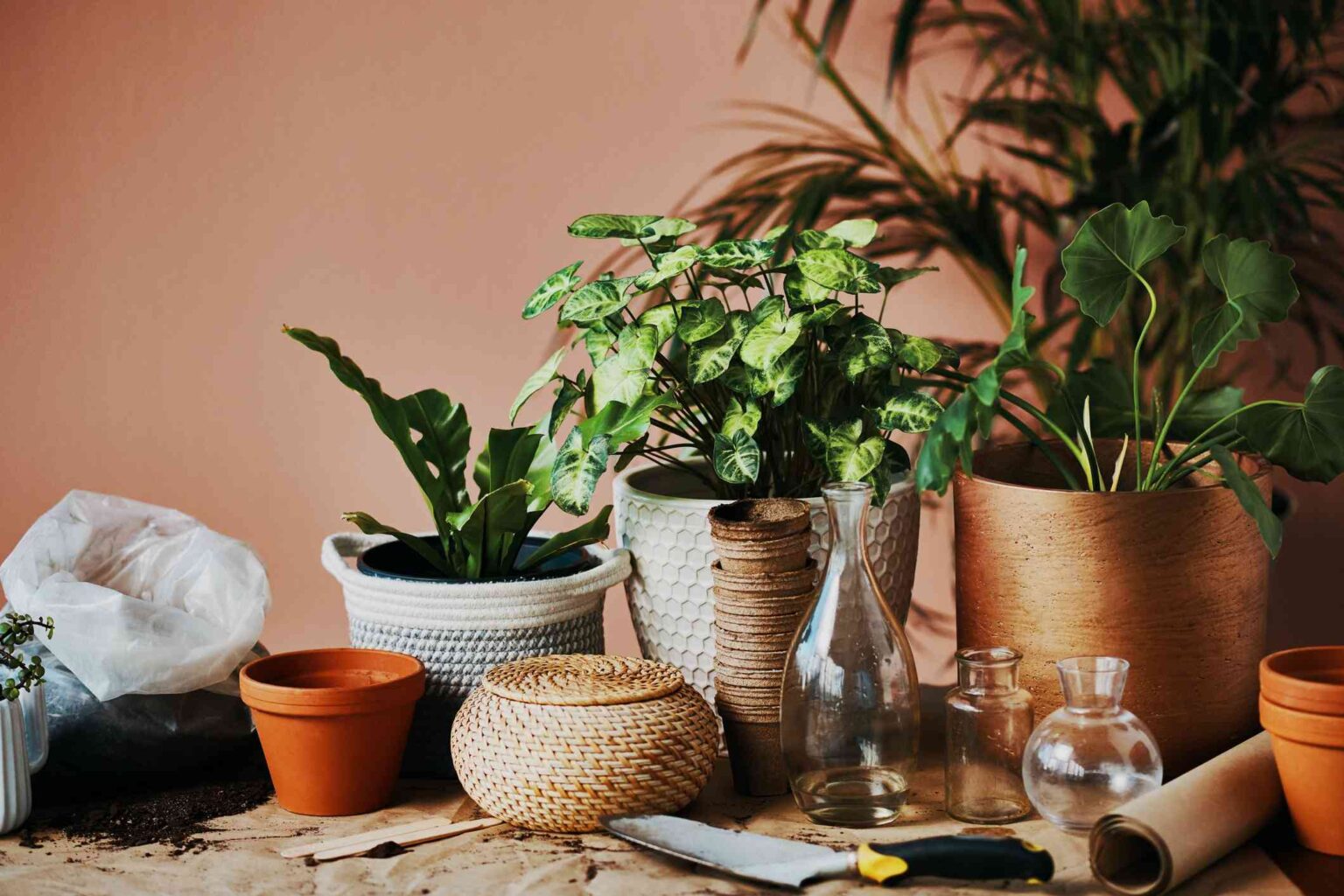 8 Actions à Entreprendre Dès Maintenant pour Garder Vos Plantes d’Intérieur Heureuses Tout au Long de l’Hiver