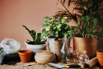 8 Actions à Entreprendre Dès Maintenant pour Garder Vos Plantes d’Intérieur Heureuses Tout au Long de l’Hiver