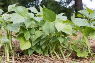 Au secours ! Mes feuilles de haricot vert jaunissent—Que dois-je faire ?