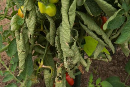 5 Raisons pour lesquelles votre plant de tomate se flétrit et comment y remédier