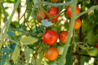 Comment cultiver des plants de tomate : Guide de culture pour tous les types