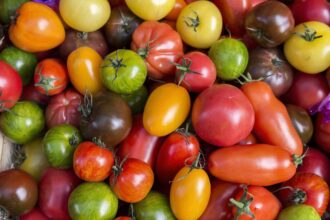 44 Meilleures Variétés de Tomates à Cultiver dans Votre Jardin, des Roma aux Brandywine