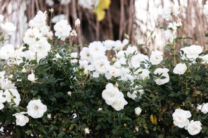 17 Meilleures Roses Grimpantes pour Votre Jardin