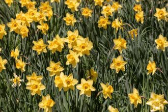 15 Types de Jonquilles Éblouissantes