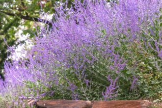 Comment tailler la sauge de Russie dès maintenant pour de plus jolies fleurs violettes la saison prochaine