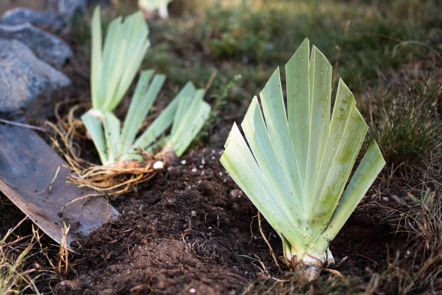 Comment diviser et transplanter des iris barbus