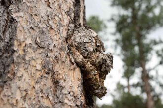 Que sont les excroissances des arbres et comment se forment-elles ?