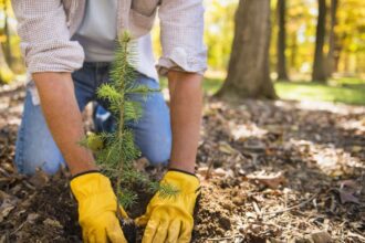 C’est le moment idéal pour planter un arbre, selon un expert — Voici comment bien s’y prendre.