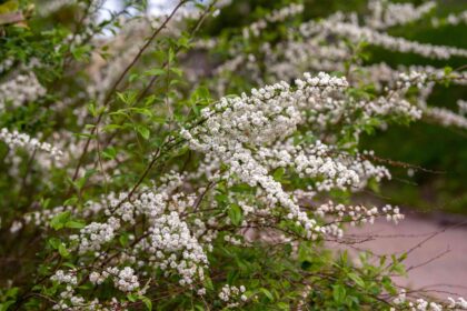 Comment cultiver une plante voile de mariée : le parfait plante d’intérieur sans souci.