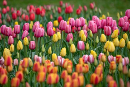 23 Variétés de Tulipes pour le Jardin de Printemps