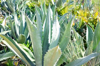 21 Types of Plantes d’Aloe : Identification et Conseils d’Entretien