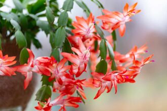 C’est le moment idéal pour tailler votre cactus de Noël afin d’obtenir plus de fleurs l’année prochaine – voici comment faire.