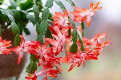 C’est le moment idéal pour tailler votre cactus de Noël afin d’obtenir plus de fleurs l’année prochaine – voici comment faire.